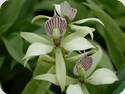 Encyclia fragrans